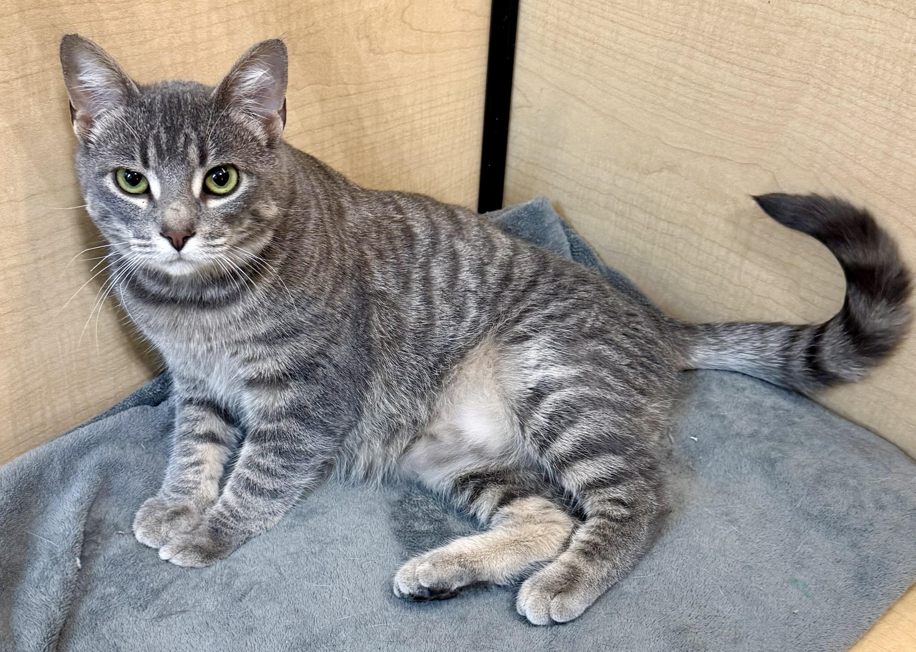 Enlarge Vivian, a ADOPTABLE Domestic Short Hair in Independence, IA image 3/3