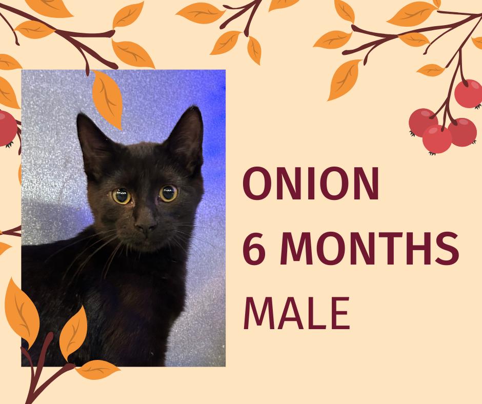 Enlarge Onion, a Adoptable Domestic Short Hair in Tama, IA image 1/1