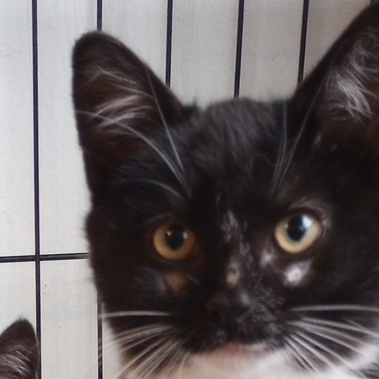 Enlarge Oreo, a Adoptable mixed breed in Santa Rosa, CA image 2/3