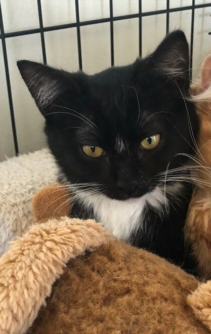 Enlarge Oreo, a Adoptable mixed breed in Santa Rosa, CA image 3/3