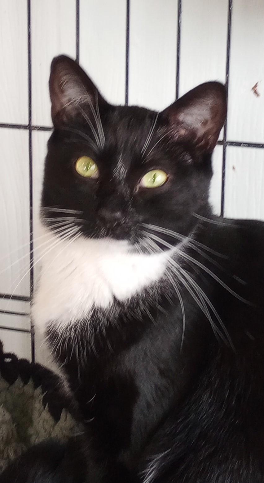 Enlarge Oreo, a Adoptable mixed breed in Santa Rosa, CA image 1/3