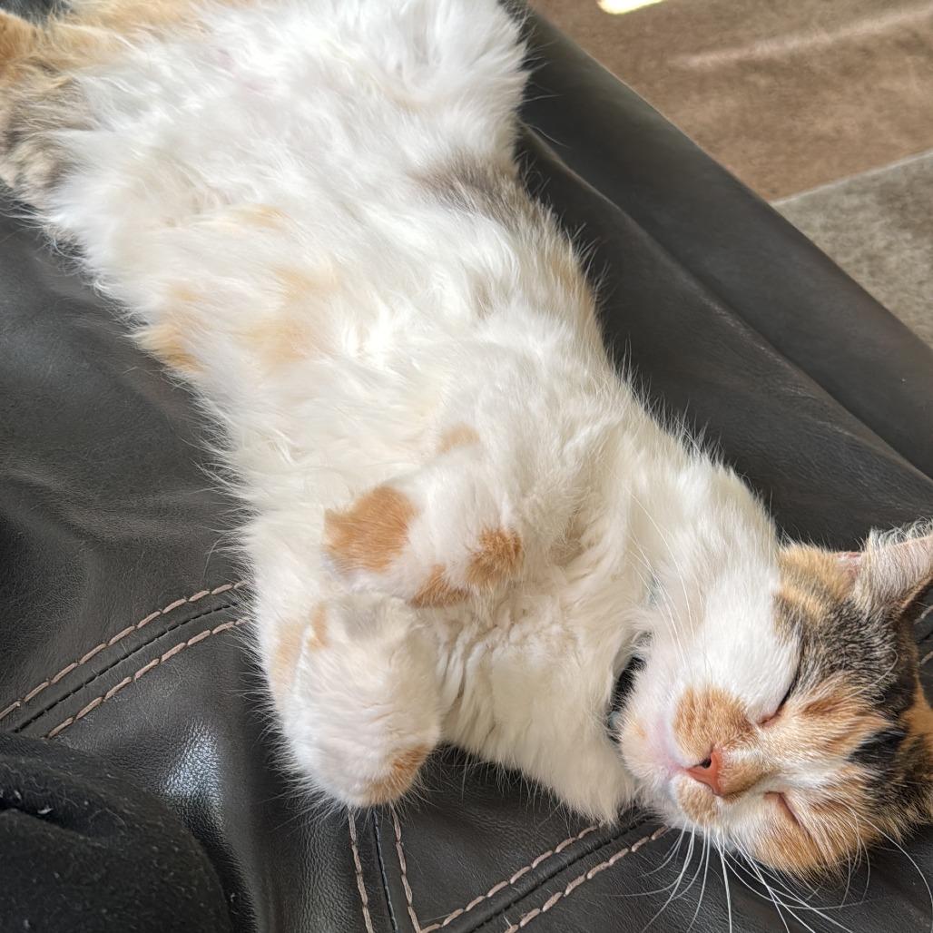 Mel, Adoptable, Adult Female Domestic Long Hair & Domestic Long Hair.