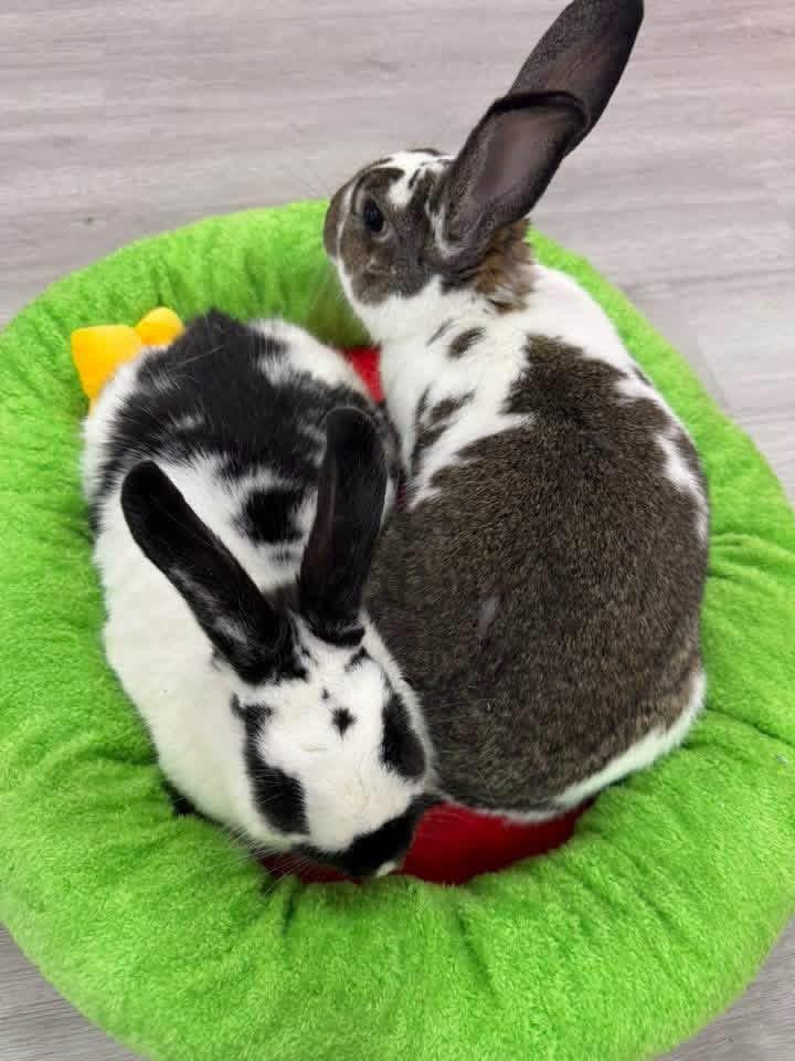 Gobbles and Butterball, ADOPTABLE, Adult Female New Zealand.