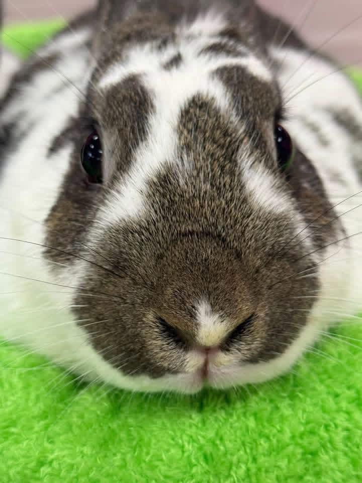 Gobbles and Butterball, a ADOPTABLE New Zealand in St. Charles, MO image 3/3