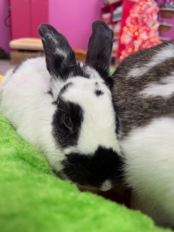 Gobbles and Butterball, a ADOPTABLE New Zealand in St. Charles, MO image 2/3