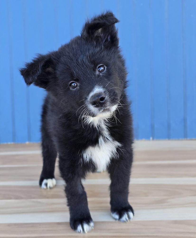 Enlarge Sugar, a Adopted mixed breed in Sedalia, CO image 2/2
