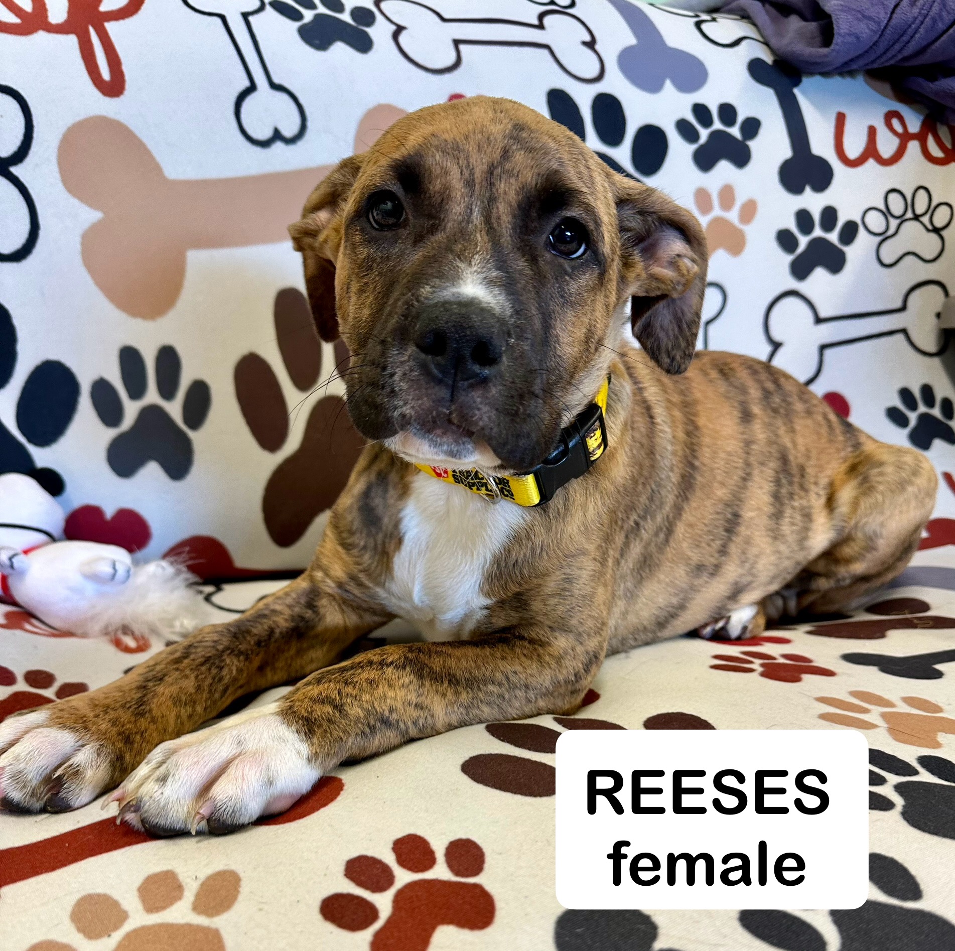 Adopt Reeses Dog for adoption