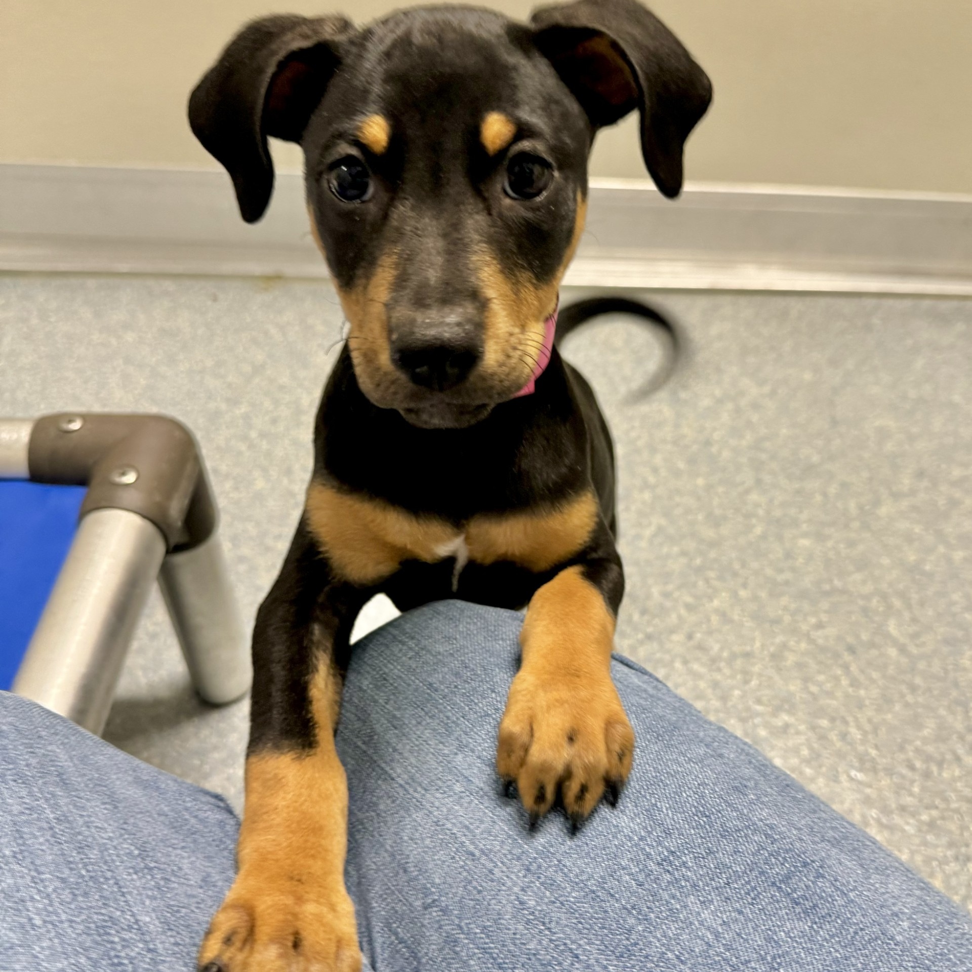 Dog for adoption Brooklyn coming soon!, a Miniature Pinscher Mix in