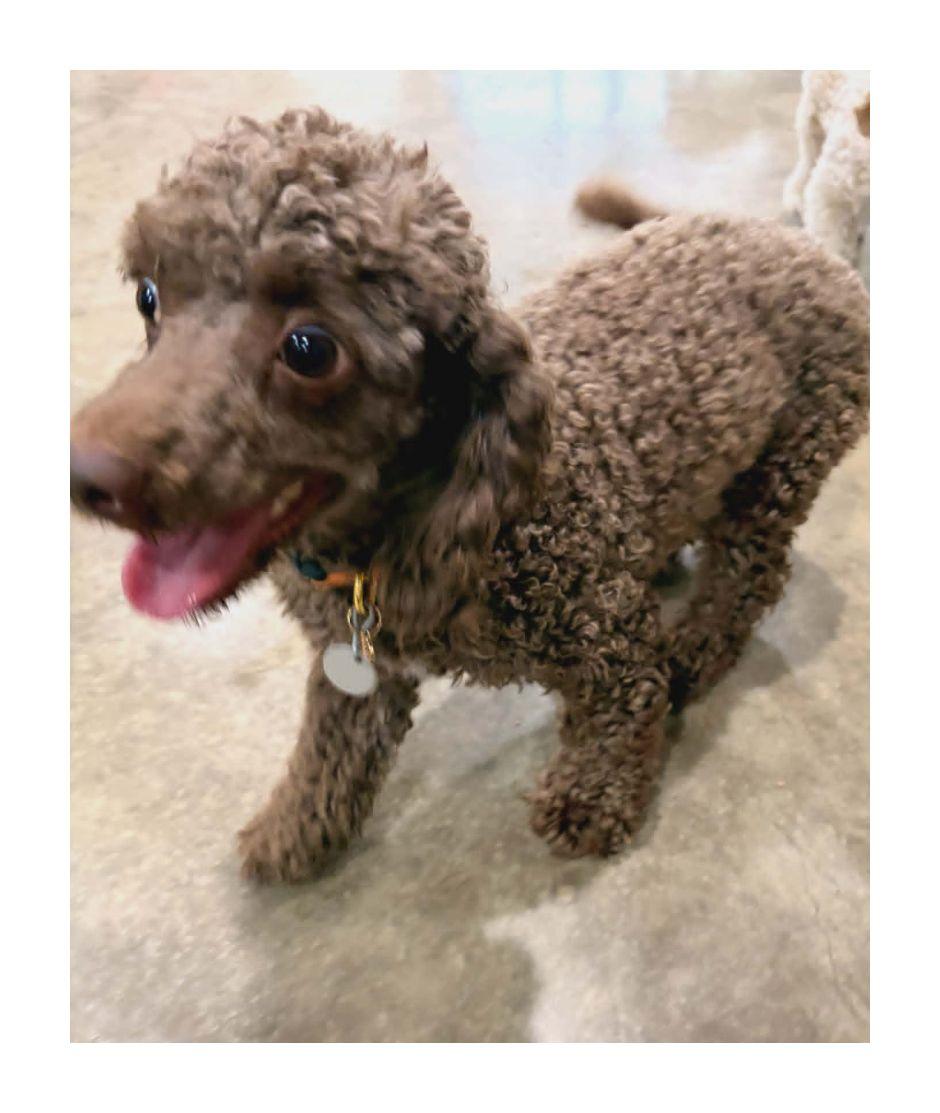 Enlarge Maisy, an adopted Miniature Poodle in Melbourne, AR image 1/4
