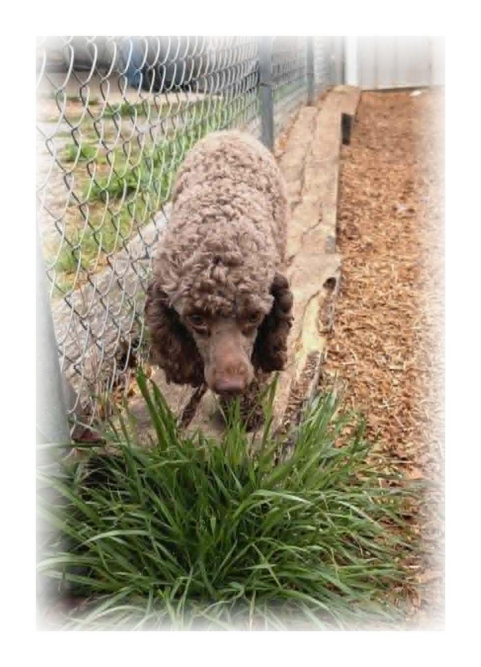Enlarge Maisy, an adopted Miniature Poodle in Melbourne, AR image 4/4