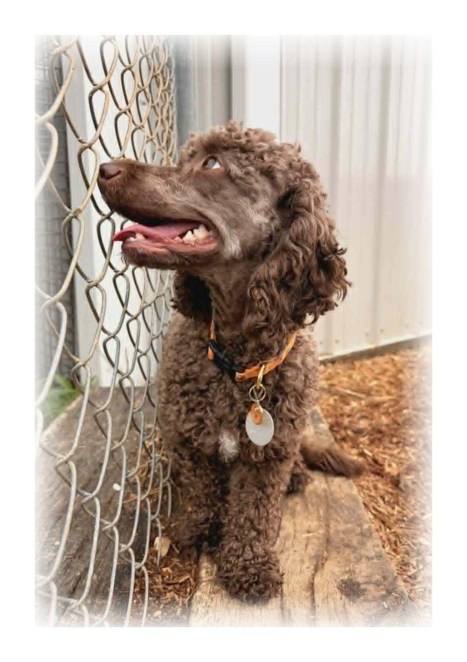 Enlarge Maisy, an adopted Miniature Poodle in Melbourne, AR image 2/4