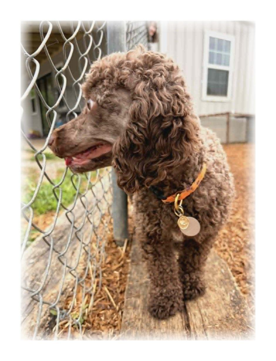 Enlarge Maisy, an adopted Miniature Poodle in Melbourne, AR image 3/4