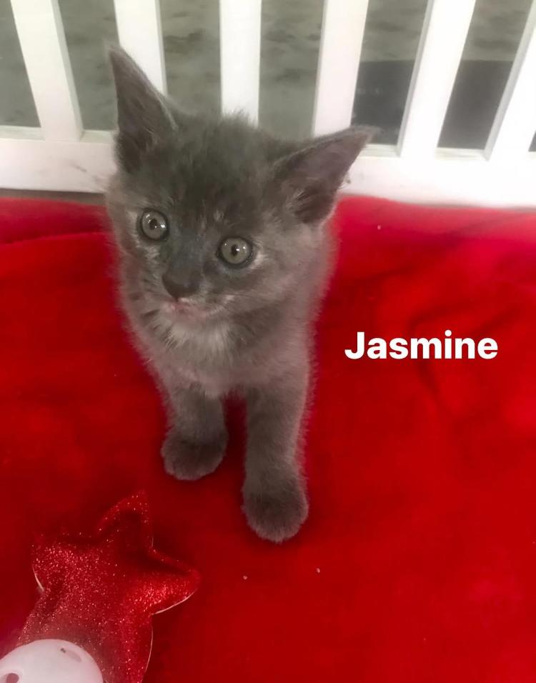 Jasmine, Baby Female Dilute Tortoiseshell