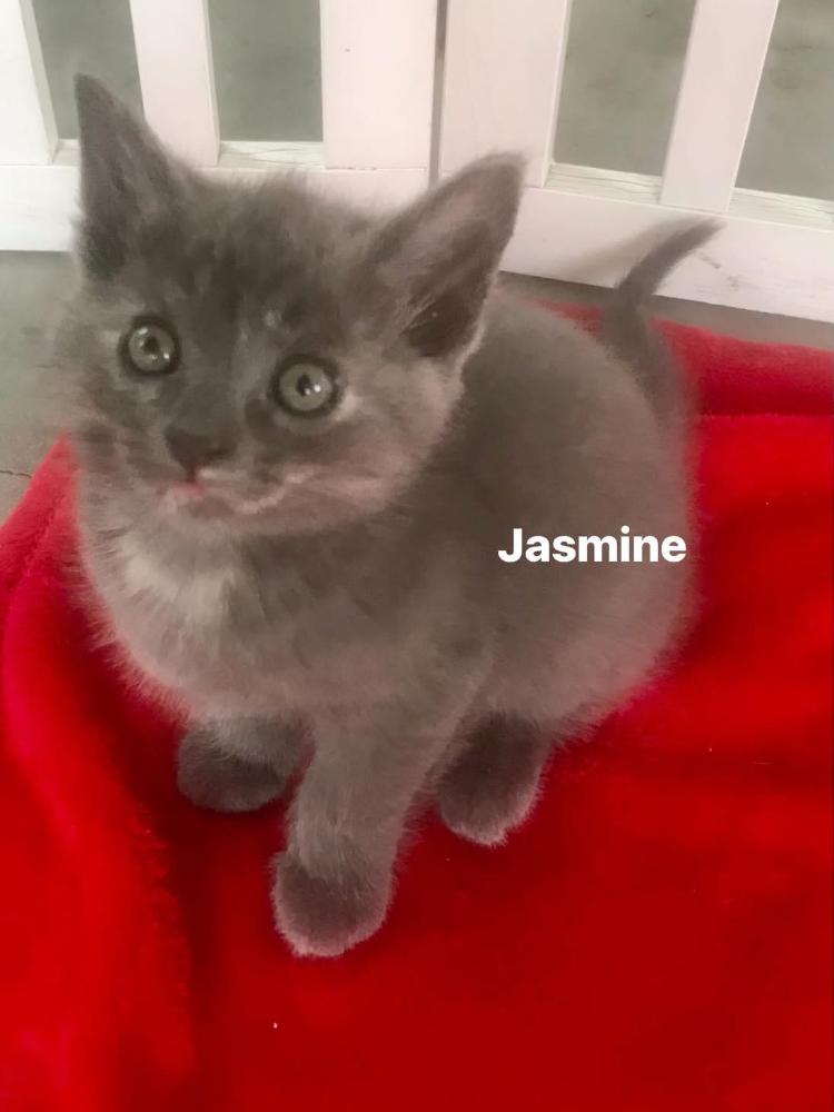 Jasmine photo 2