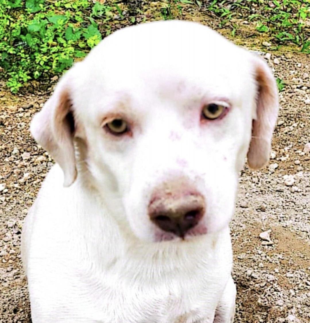 Dog available for adoption - None