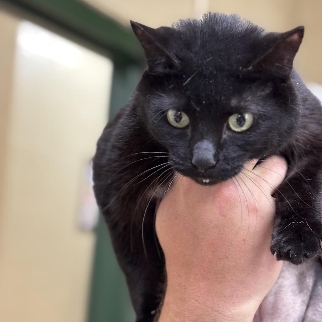 XENA, Adoptable, Adult Female Domestic Short Hair.