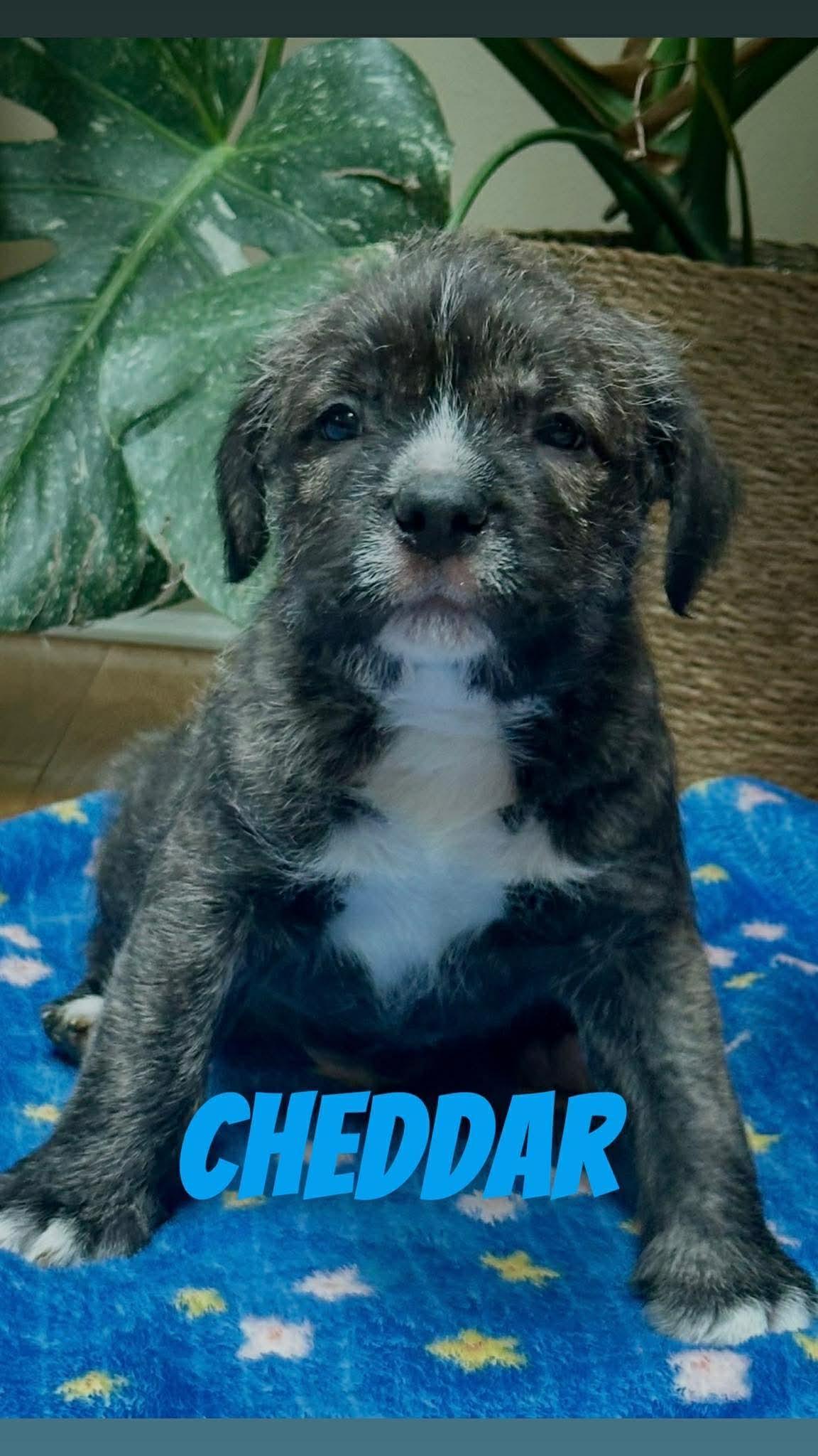 Cheddar, a ADOPTABLE mixed breed in Clay, NY image 2/6