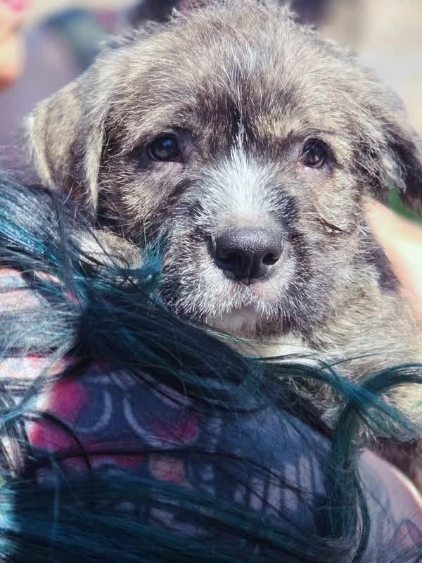 Cheddar, a ADOPTABLE mixed breed in Clay, NY image 3/6