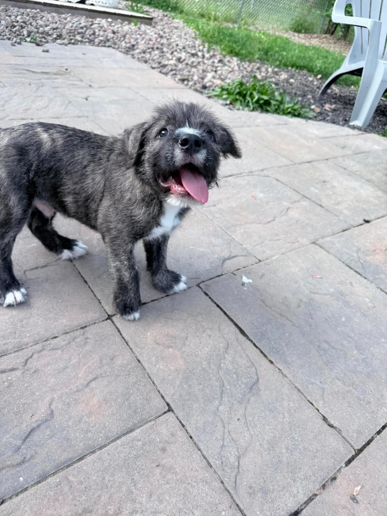 Cheddar, a ADOPTABLE mixed breed in Clay, NY image 6/6