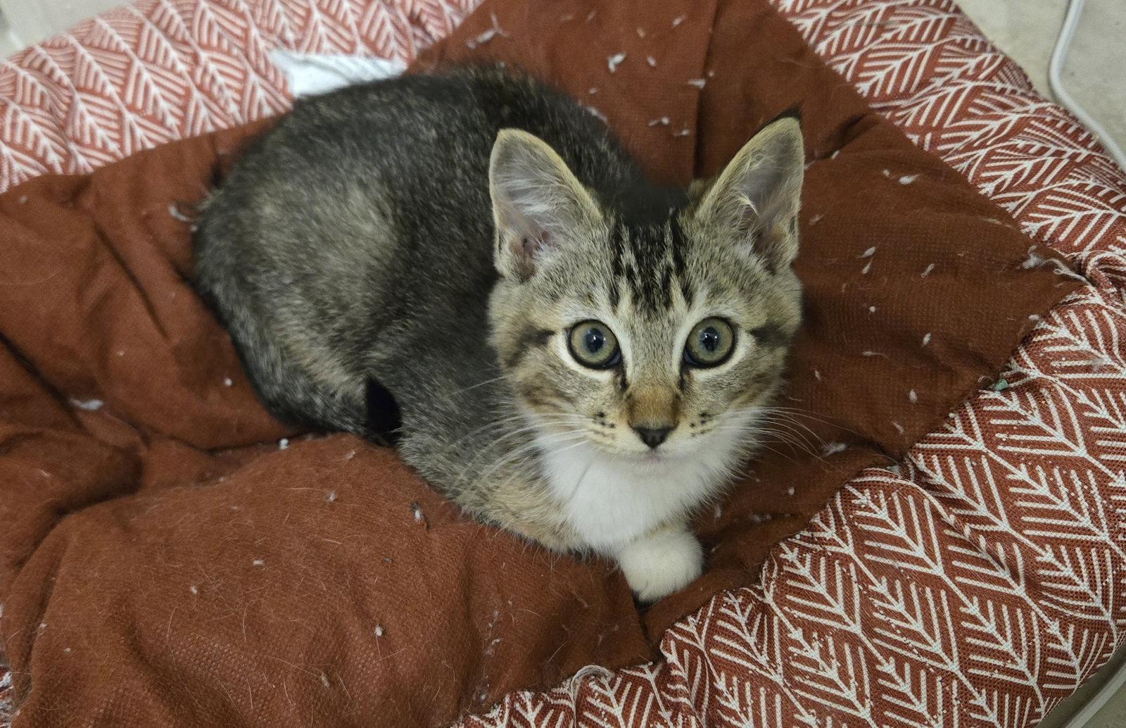 Verona, Adopted, Kitten Female Tabby & Domestic Short Hair.