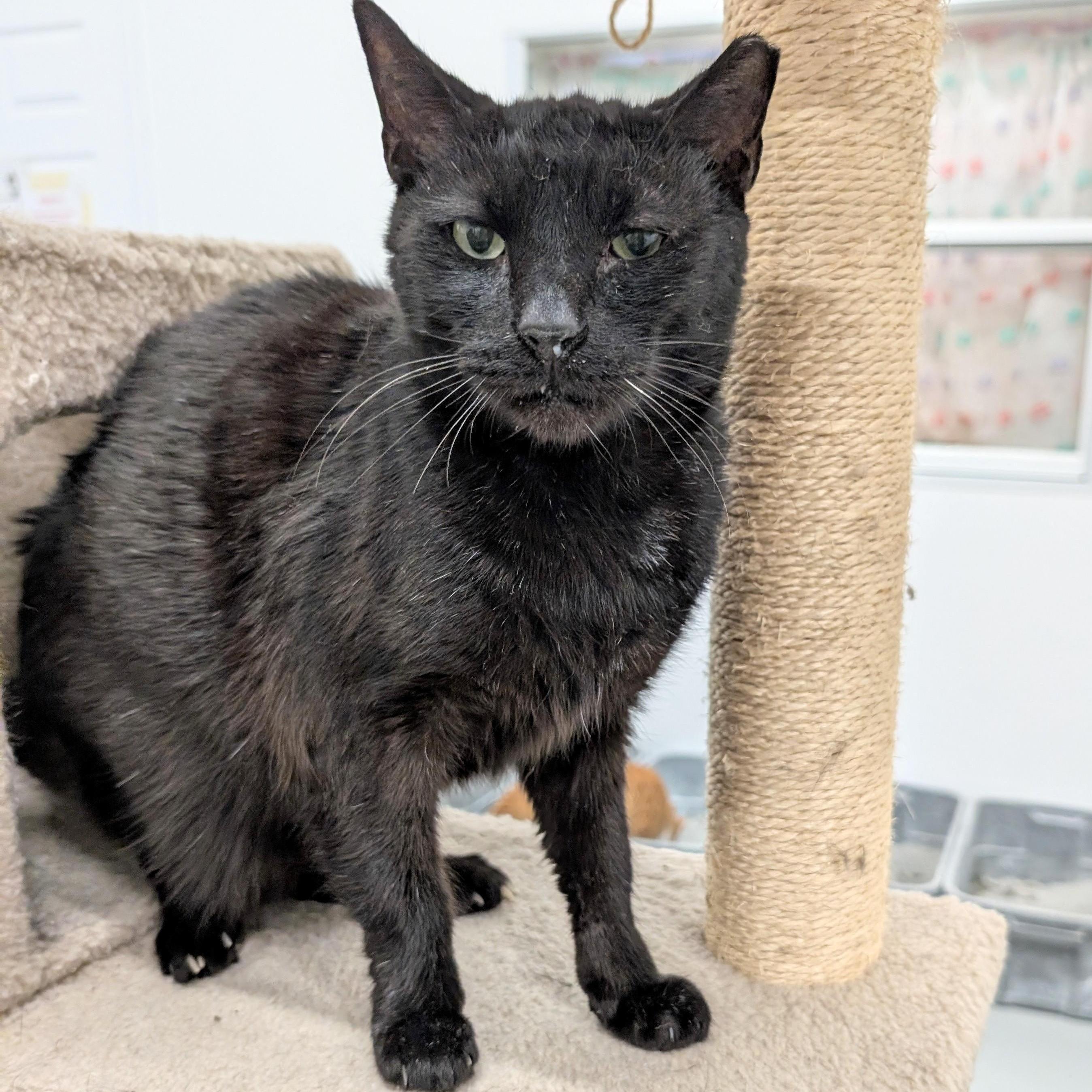 Salem, Adult Male unknown