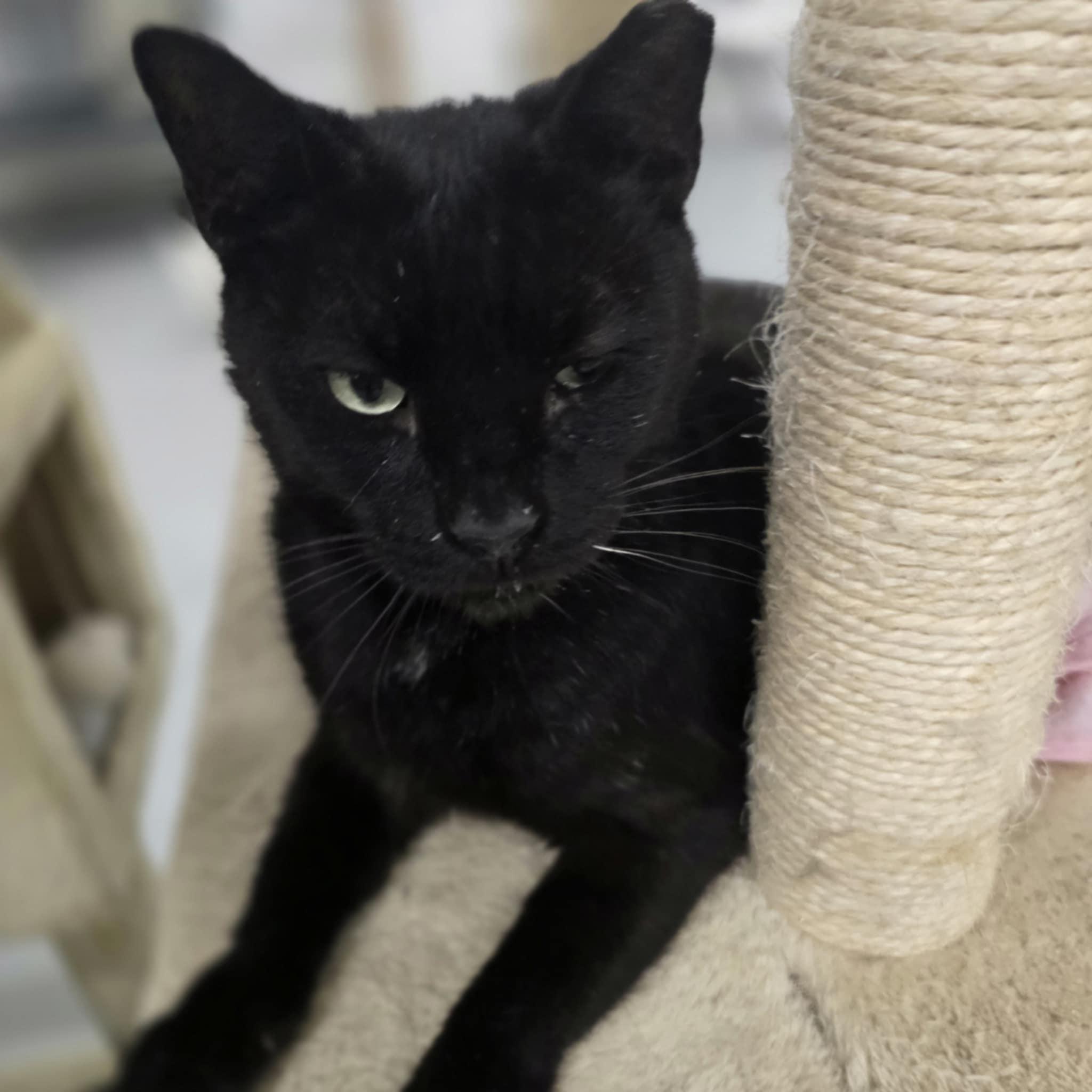 Salem photo 4