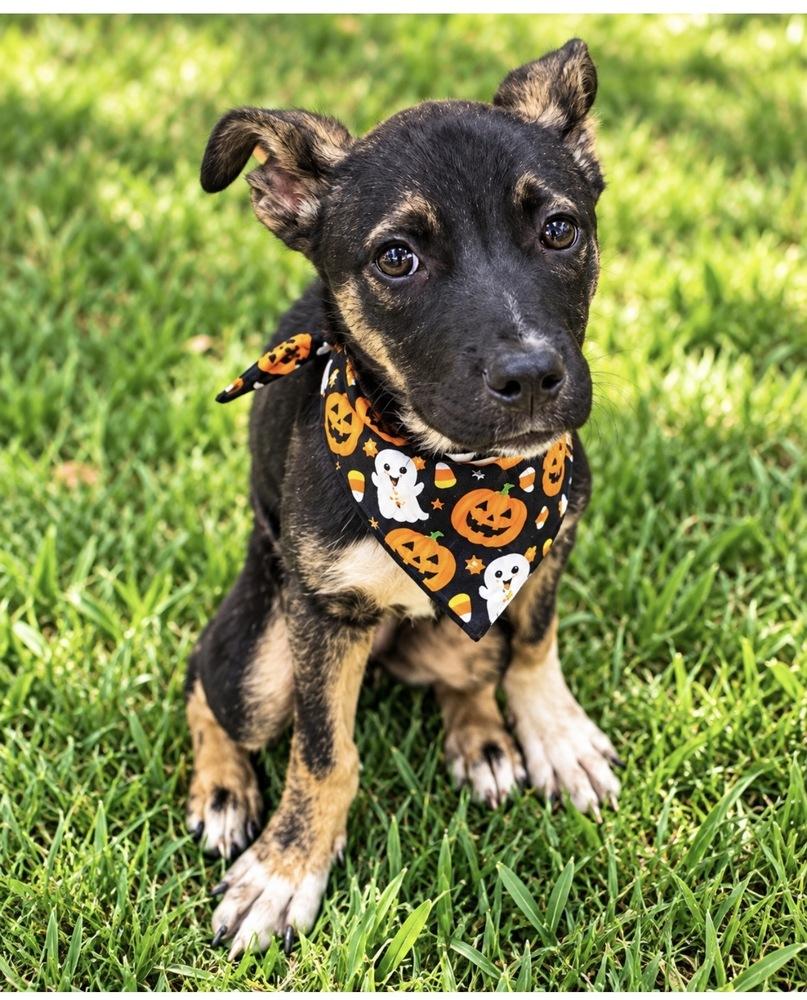 Cloud, Adoptable, Puppy Female Shepherd.