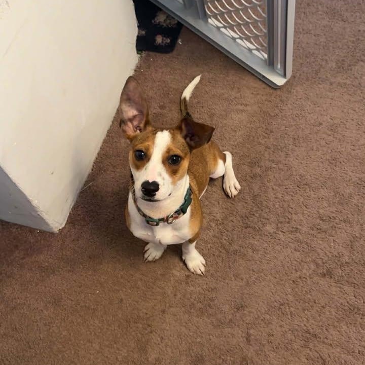 Enlarge Gizmo, a ADOPTABLE mixed breed in Creston, IA image 3/4