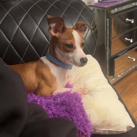 Enlarge Gizmo, a ADOPTABLE mixed breed in Creston, IA image 4/4