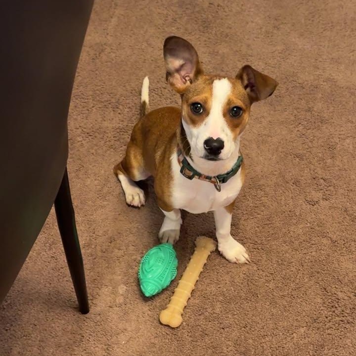 Gizmo, ADOPTABLE, Young Male Jack Russell Terrier.