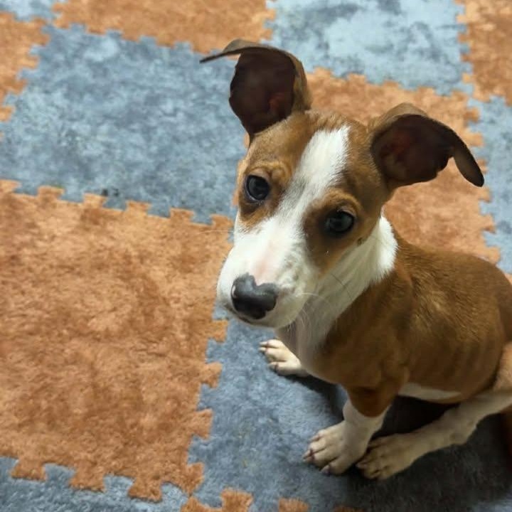 Enlarge Gizmo, a ADOPTABLE mixed breed in Creston, IA image 2/4