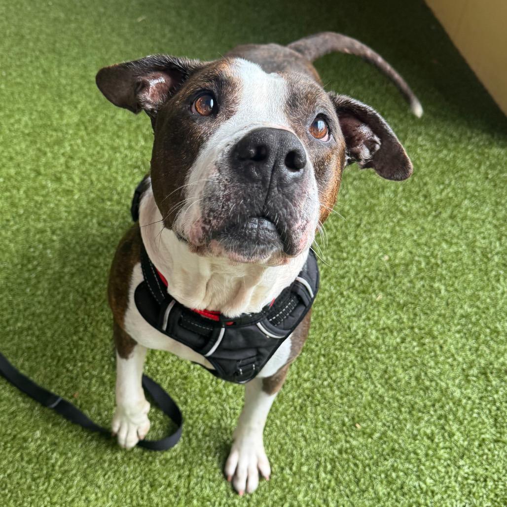 Bullwinkle, Adoptable, Adult Male Mixed Breed.