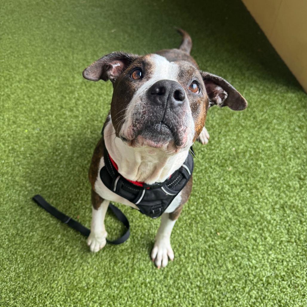 Bullwinkle, a Adoptable Mixed Breed in West Palm Beach, FL image 4/6