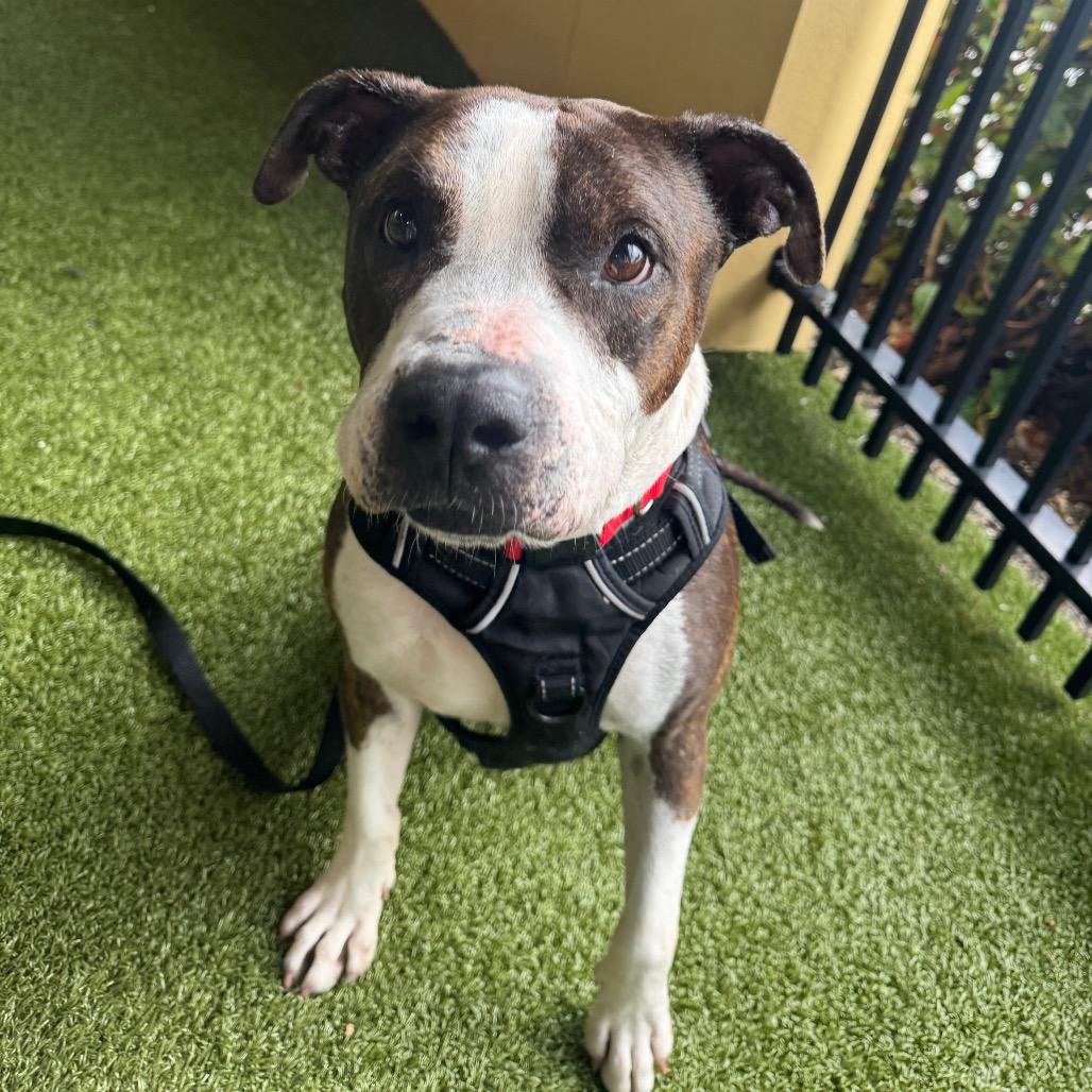 Bullwinkle, a Adoptable Mixed Breed in West Palm Beach, FL image 5/6