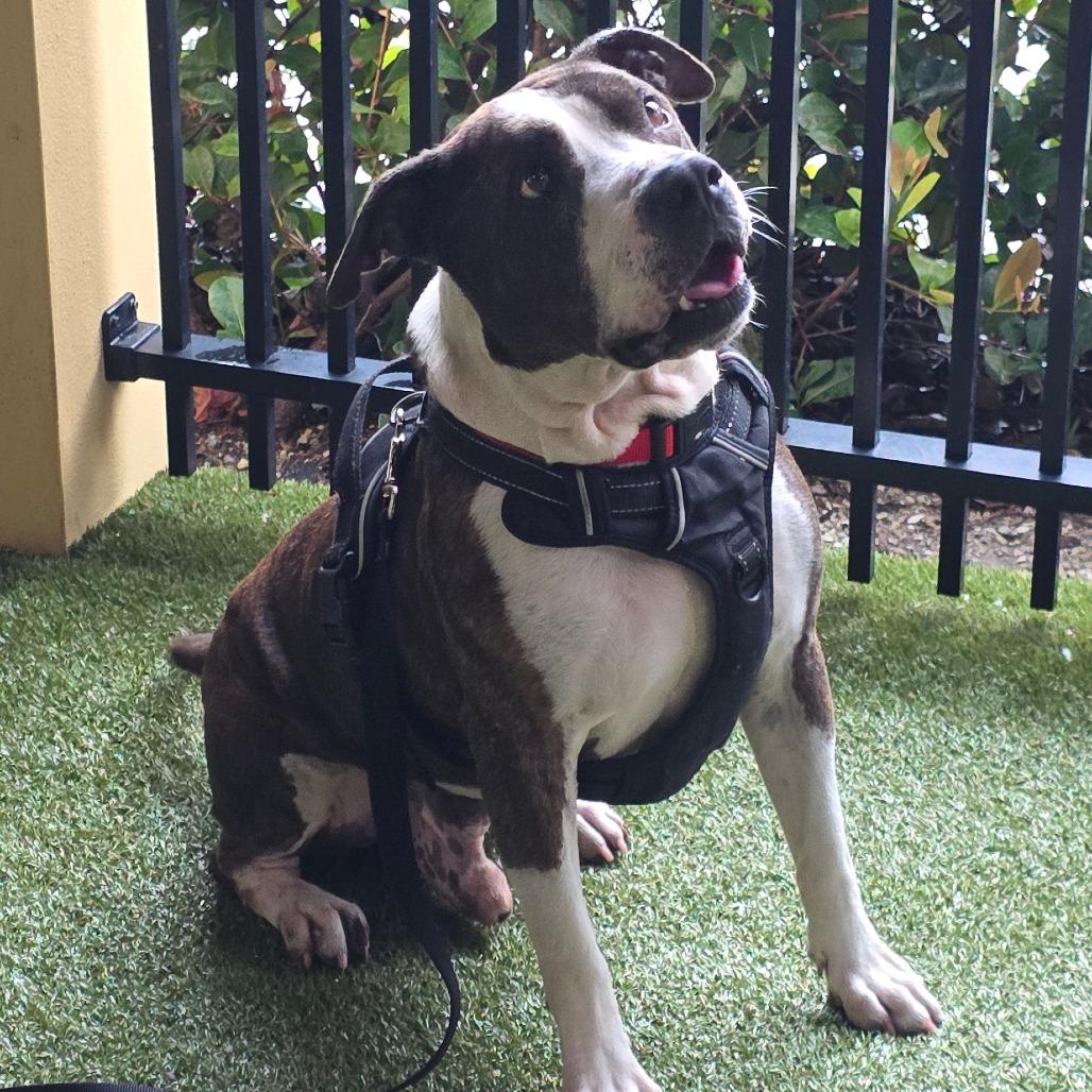 Bullwinkle, a Adoptable Mixed Breed in West Palm Beach, FL image 6/6