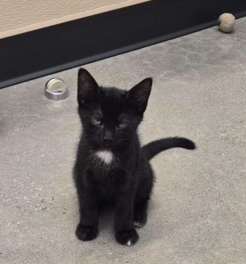 John, adopted, Kitten Male Domestic Short Hair.