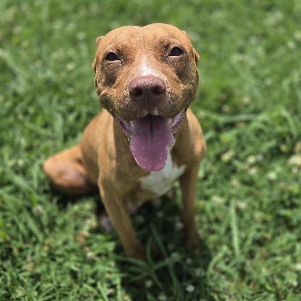 Auroa, Adoptable, Adult Female Pit Bull Terrier & Mixed Breed.