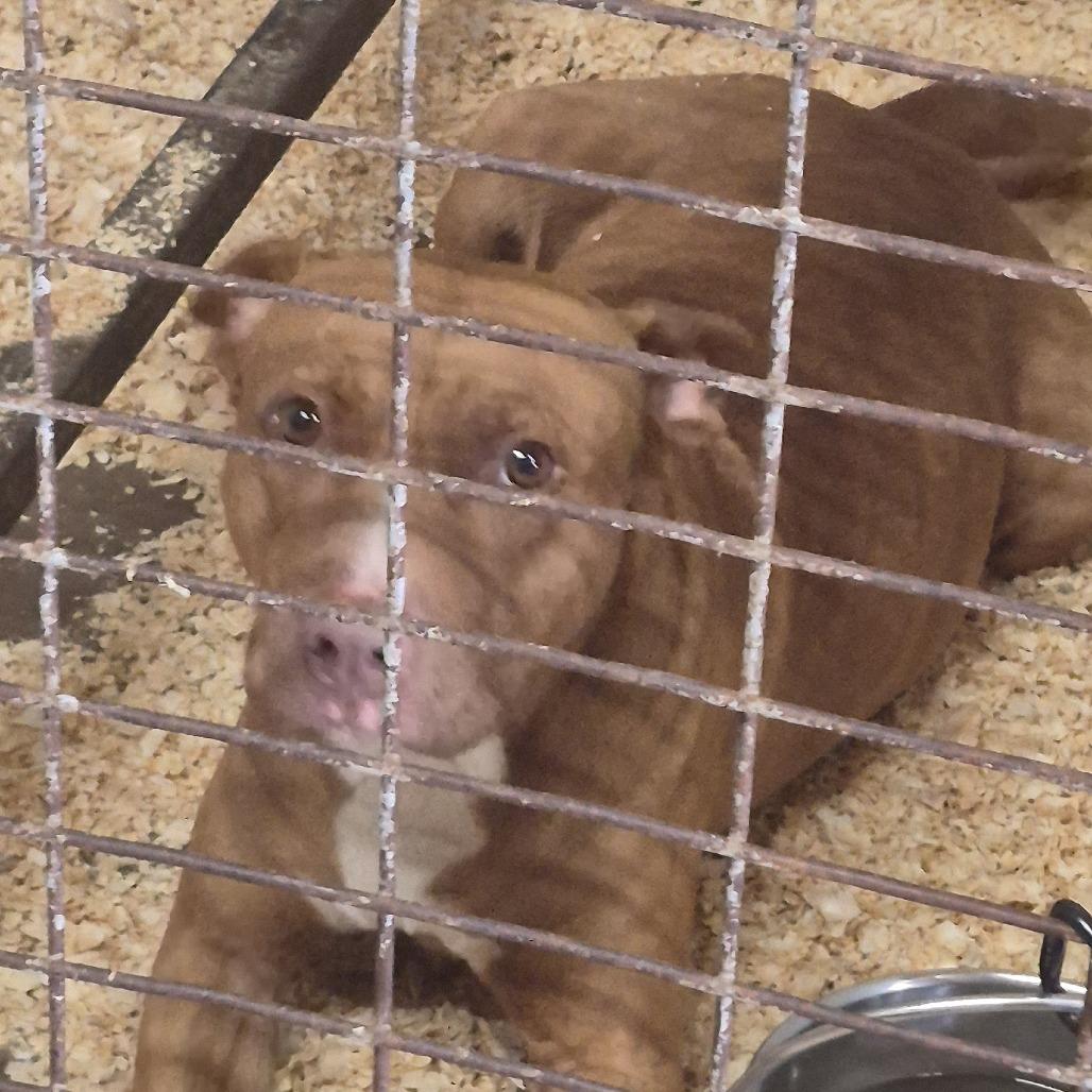 Auroa, Adoptable, Adult Female Pit Bull Terrier & Mixed Breed.