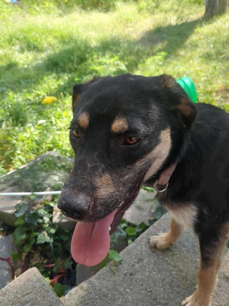 Romper, Adoptable, Adult Female German Shepherd Dog.