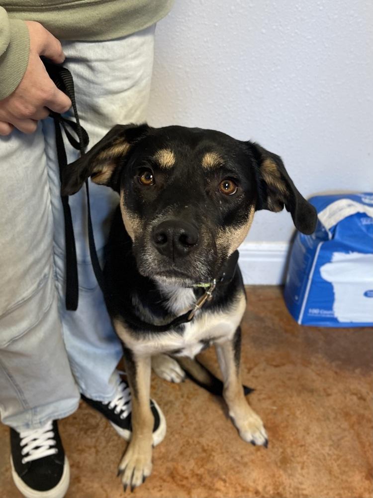 Enlarge Romper, a Adoptable mixed breed in Bolivar, MO image 2/2