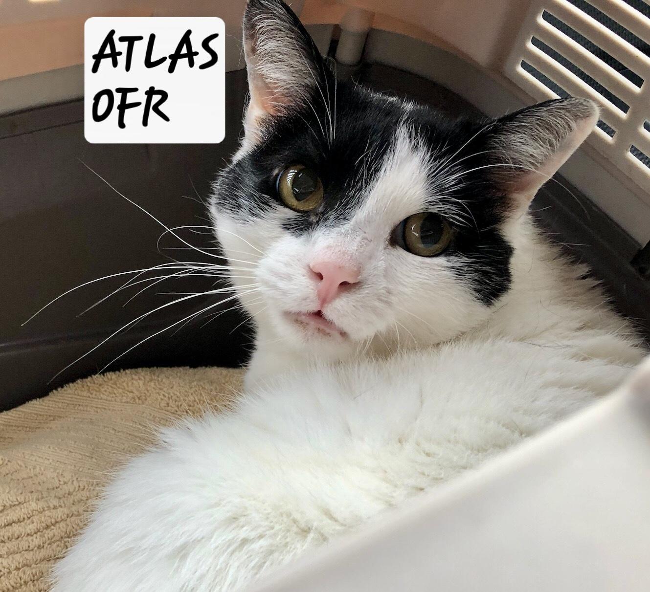 Atlas, a Adoptable Domestic Short Hair in Owasso, OK image 1/3