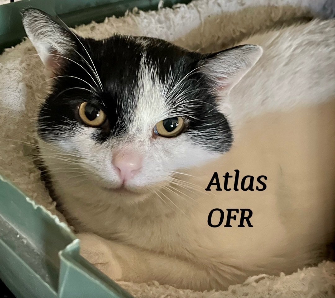 Atlas, a Adoptable Domestic Short Hair in Owasso, OK image 2/3