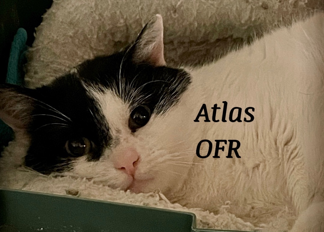 Atlas, a Adoptable Domestic Short Hair in Owasso, OK image 3/3