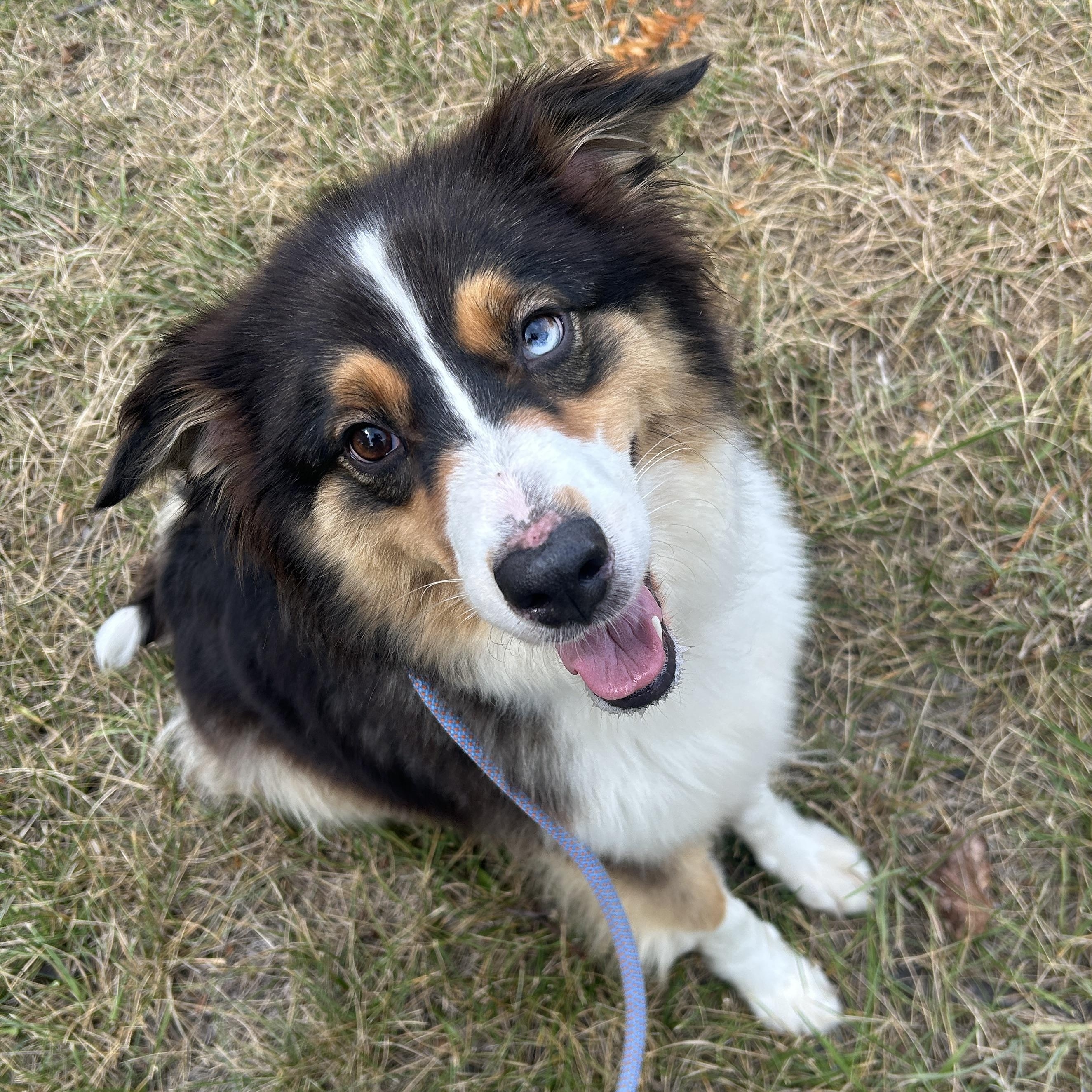 Nadja, an adopted Australian Shepherd in Detroit, MI image 3/5