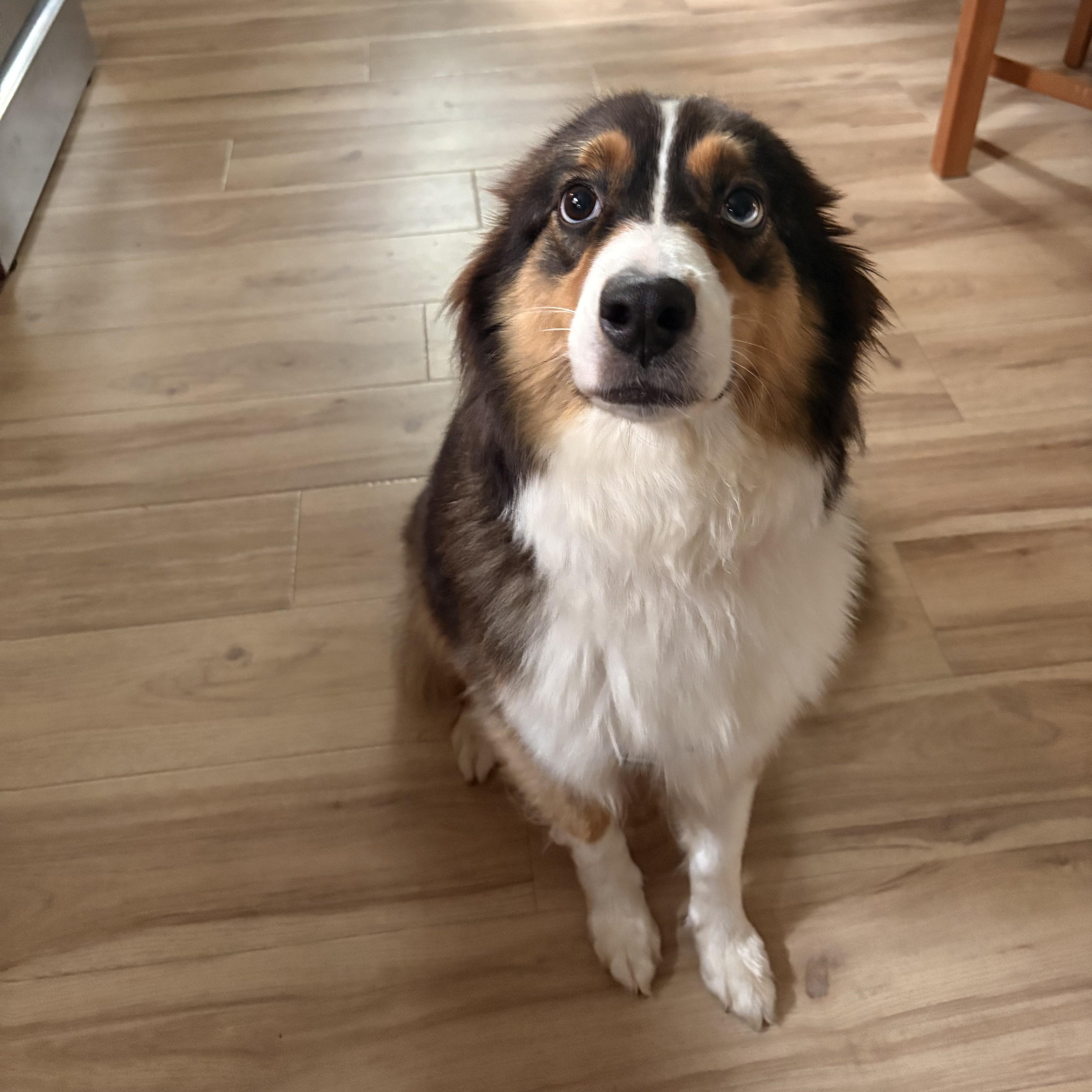 Nadja, an adopted Australian Shepherd in Detroit, MI image 5/5