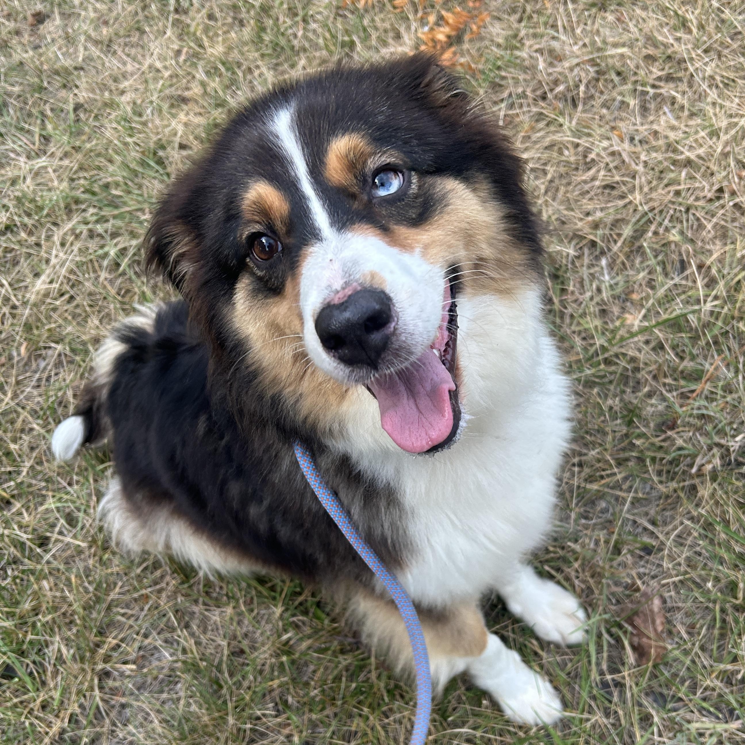 Nadja, an adopted Australian Shepherd in Detroit, MI image 4/5