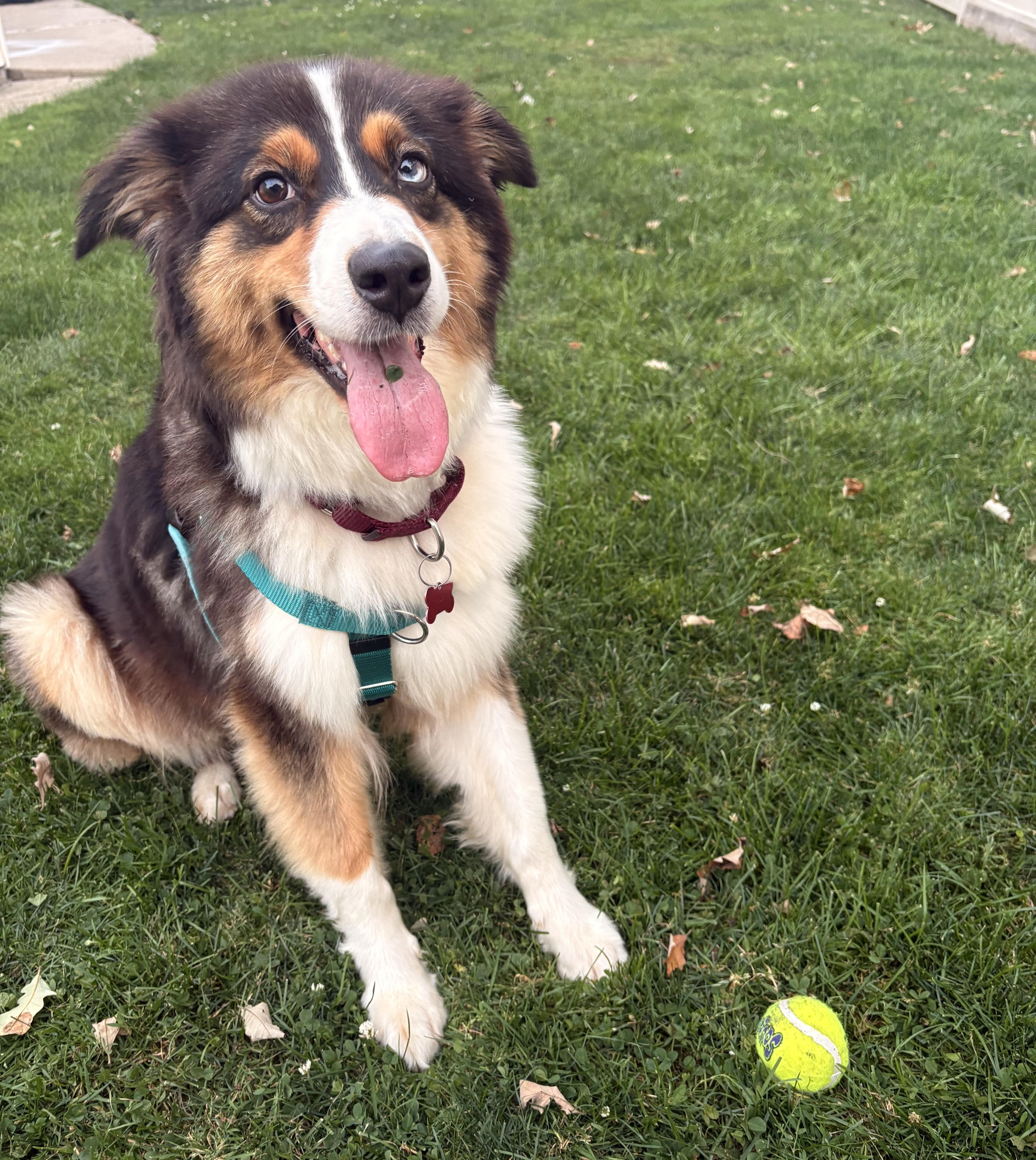 Nadja, adopted, Adult Female Australian Shepherd.