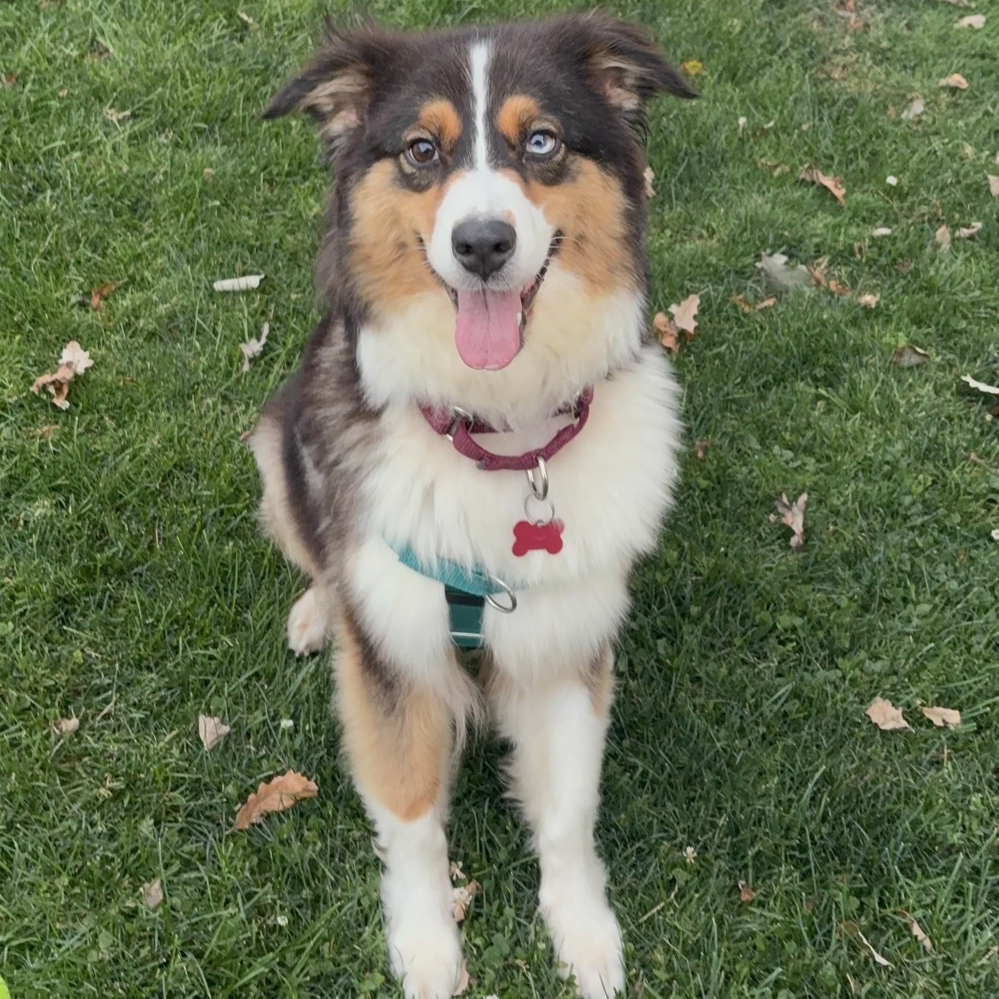 Nadja, an adopted Australian Shepherd in Detroit, MI image 2/5