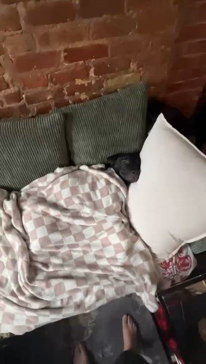 Enlarge Moose, a Adoptable mixed breed in Brooklyn, NY video 3/6