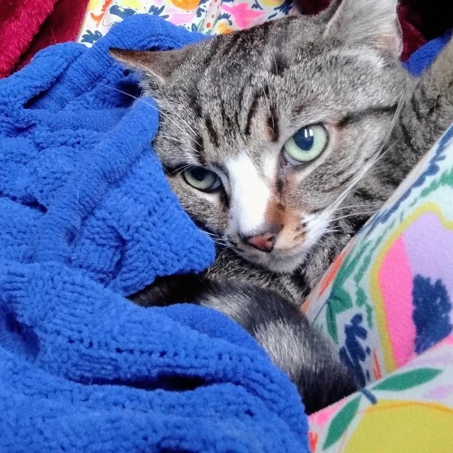 Enlarge Chuck, a Adoptable Domestic Short Hair in New York, NY image 1/4